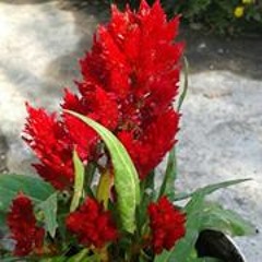 Lalon_Gity_-_Dhonno_Dhonno_music.com.bd_.mp3