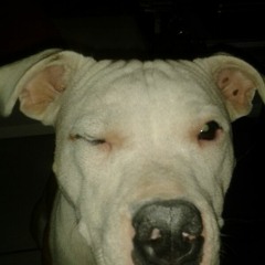 Enrikos Galanopoulos