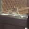 squirrel6