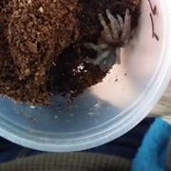 Celeste Arachne Webster