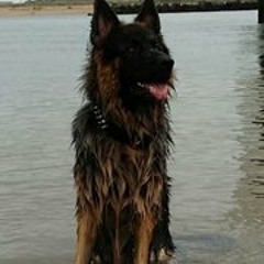 Michael Daniël Meer