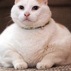 Marius Helland Hauge