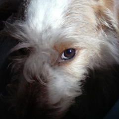 Popeye Pekar Sheketa