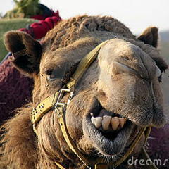 TheCamel34