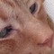 picklesthecat78