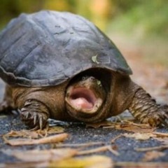 Kurtle's Music Collection