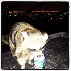 YUL Raccoon