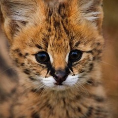 Leptailurus_Serval