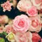 noor654123