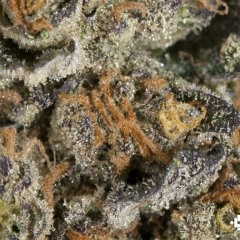 GIRL SCOUT COOKIES