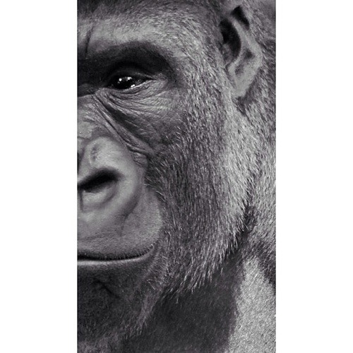 Gorillakilla’s avatar