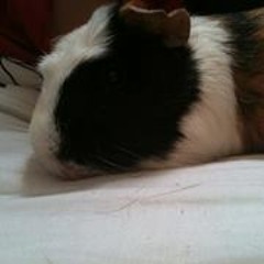 Fiddicus Nisha Maestro