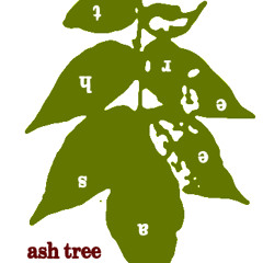 Ash Tree