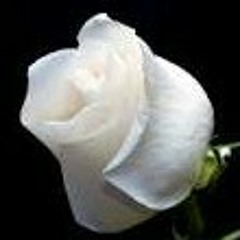 user276857442