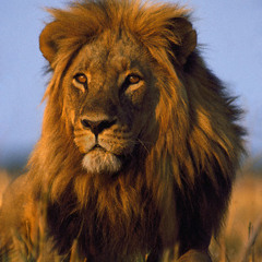 the-neotropical-lion