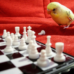 David Cuevas 26