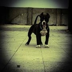 bibo