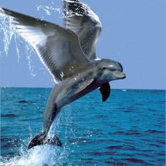 DaRealDolphin