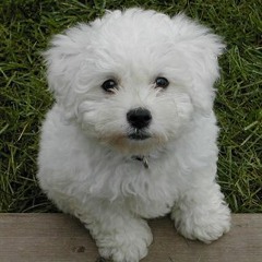 I Need Bowling Shoes