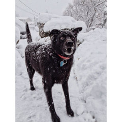 Fil Joseph Barbarotto