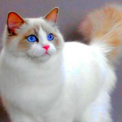 karima
