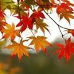 Khaled Motaz Al Halabi