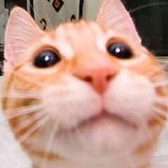 qminhdo