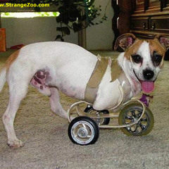 Collin D Q George1969