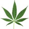Seven-Leaf