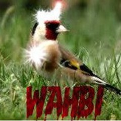 wahbi22