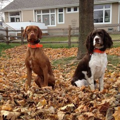 Two Bird Dog Studios