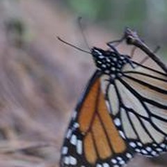 Miranda Smile Hearts