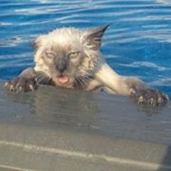 Per Ole Donken Nilssen