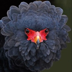 Dom Chong Richardson