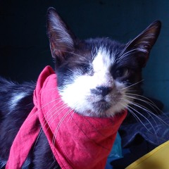 Nekotsu Nogard