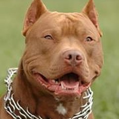 Rudel De Oledawg Grant