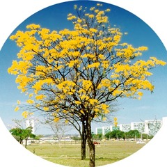 coralipedocerrado