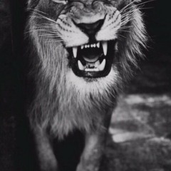 Alpha Male Lion 🐯