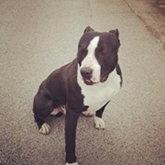 Vedran Guerrilla Šimek