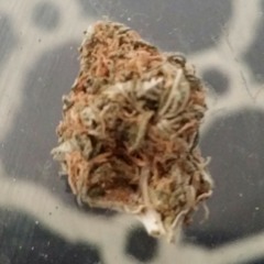 WhiteFolkk775