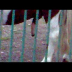 valle296