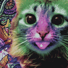 A Cat on Acid