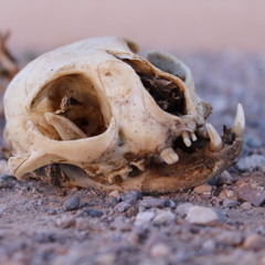 dOk-i.N.f(high society)