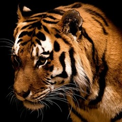 tiger_94