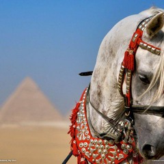 Ahmed hussien