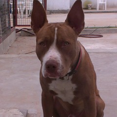 ruipedro44