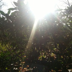 rattyrebo