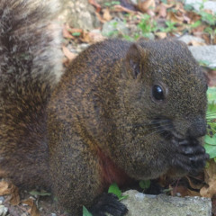 Two Worlds Menu Intro  -Kyra(Ambermoon)