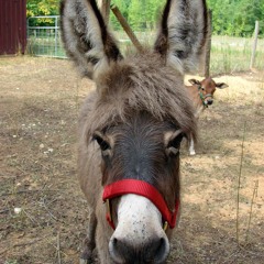 MR.DonKey