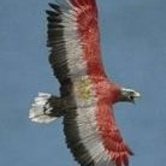 Mohammed Abdel Rahman